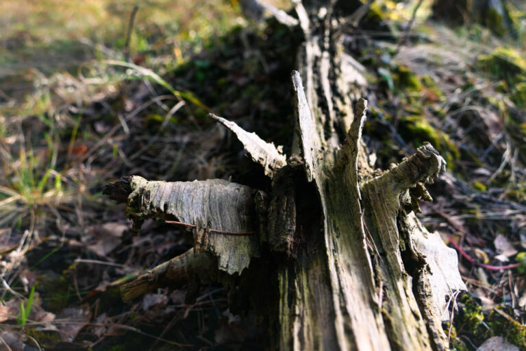 heilpraktiker heilpraxis psychotherapie berlin potsdam flaeming