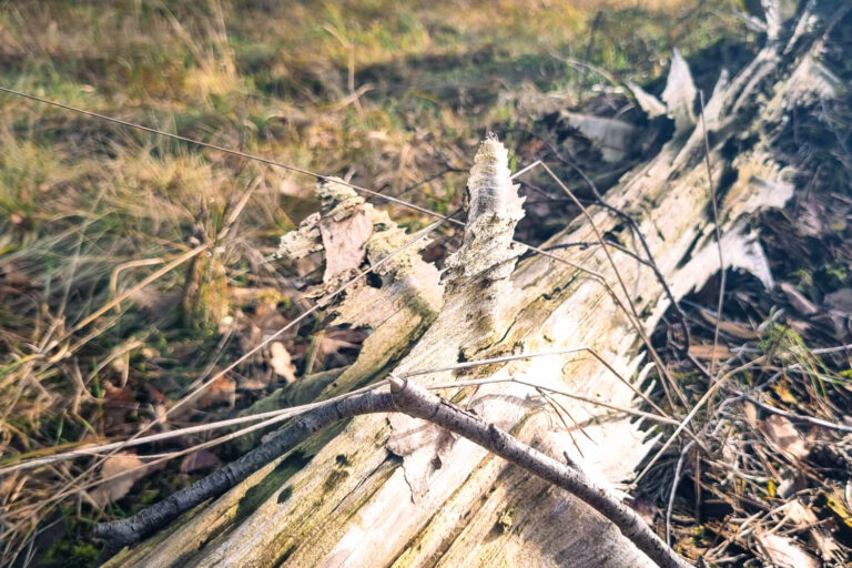 heilpraxis heilpraktiker psychotherapie flaeming berlin potsdam